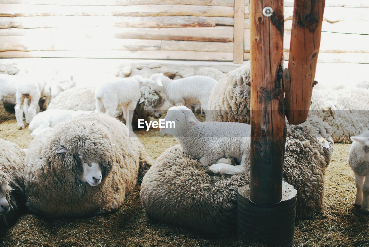 Flock of sheep of relaxing in pen