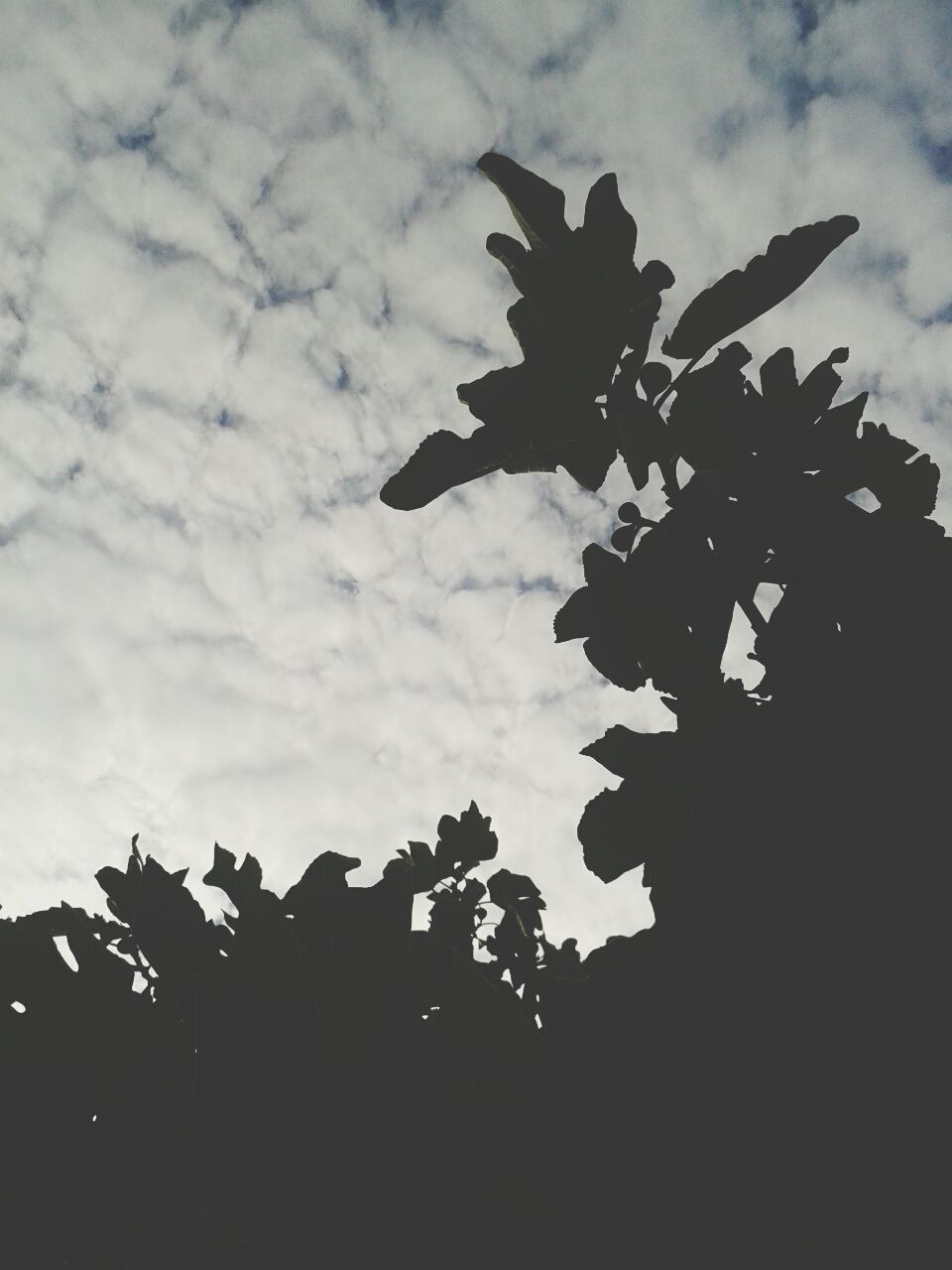 Low angle view of trees against clouds