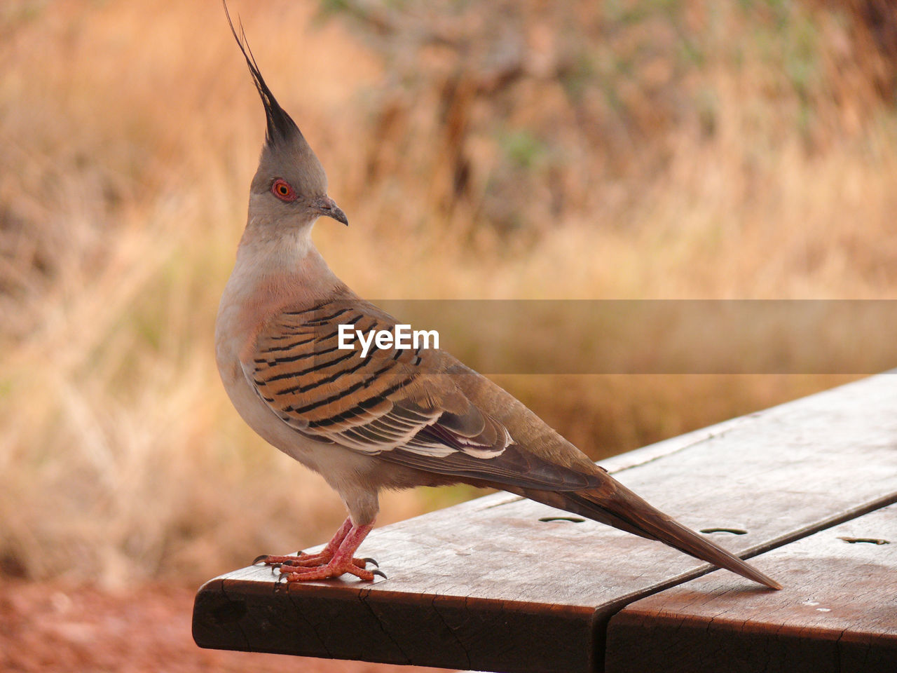 CLOSE-UP OF BIRD PERCHING ON WOOD AGAINST BLURRED WALL