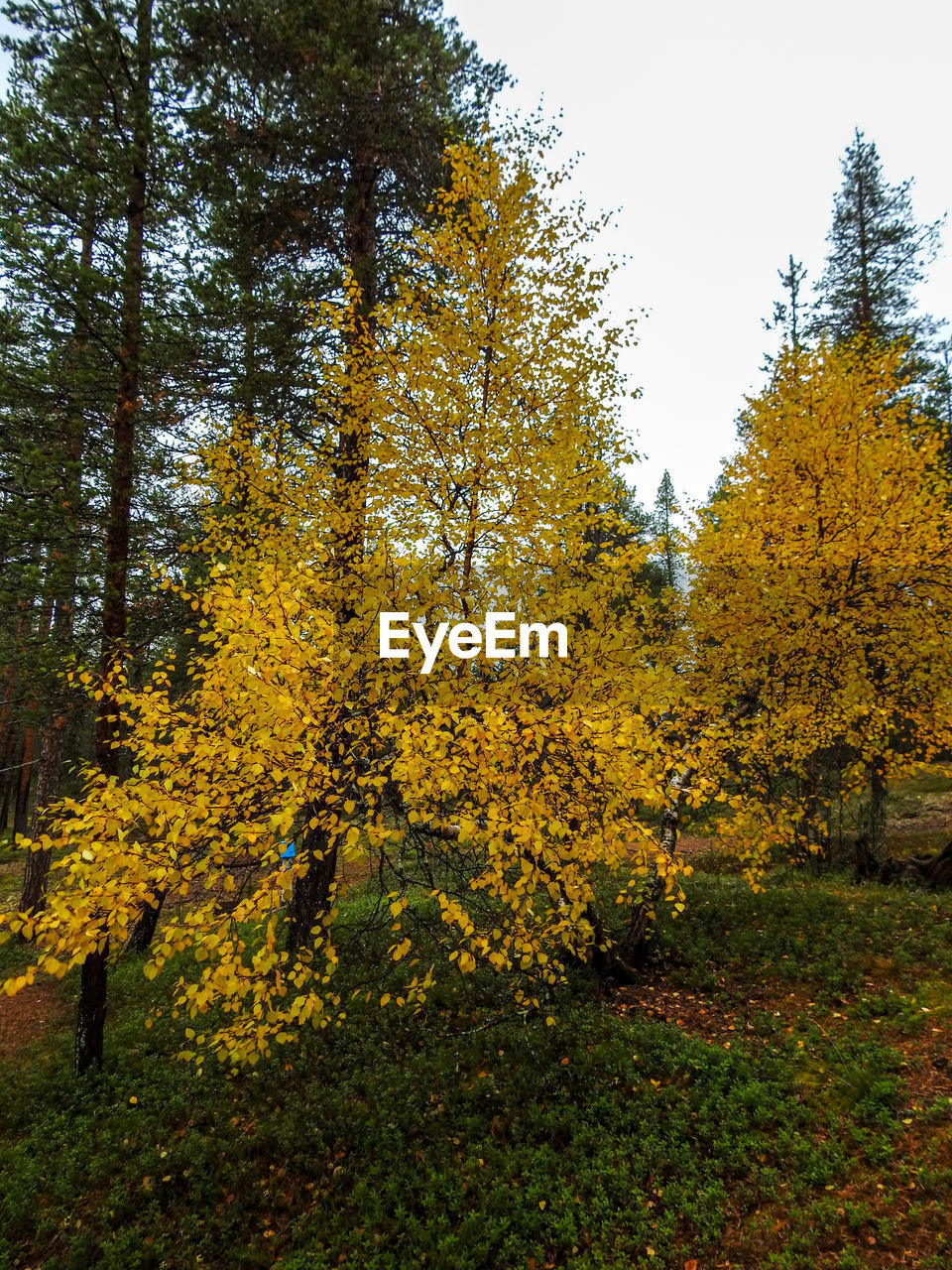 TREES GROWING IN FIELD