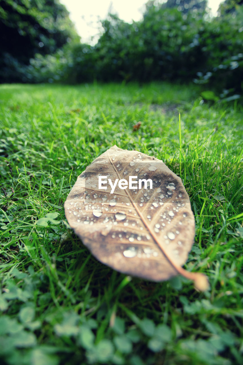 CLOSE-UP OF DRY LEAF ON GRASS