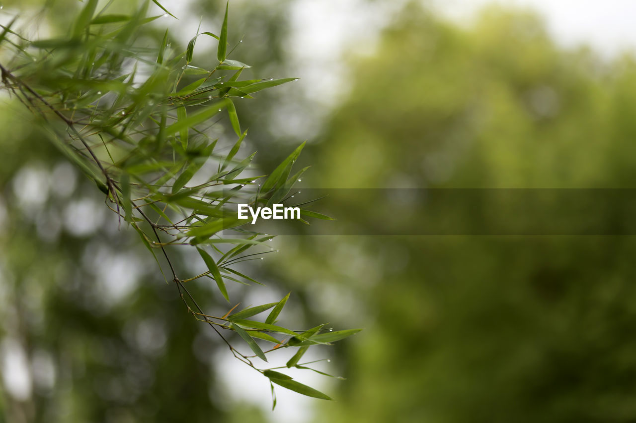 CLOSE-UP OF PLANTS