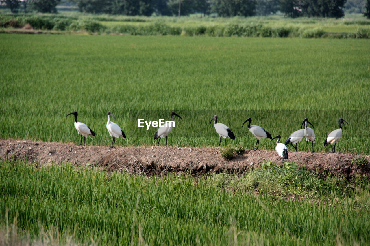 BIRDS ON GRASSY FIELD