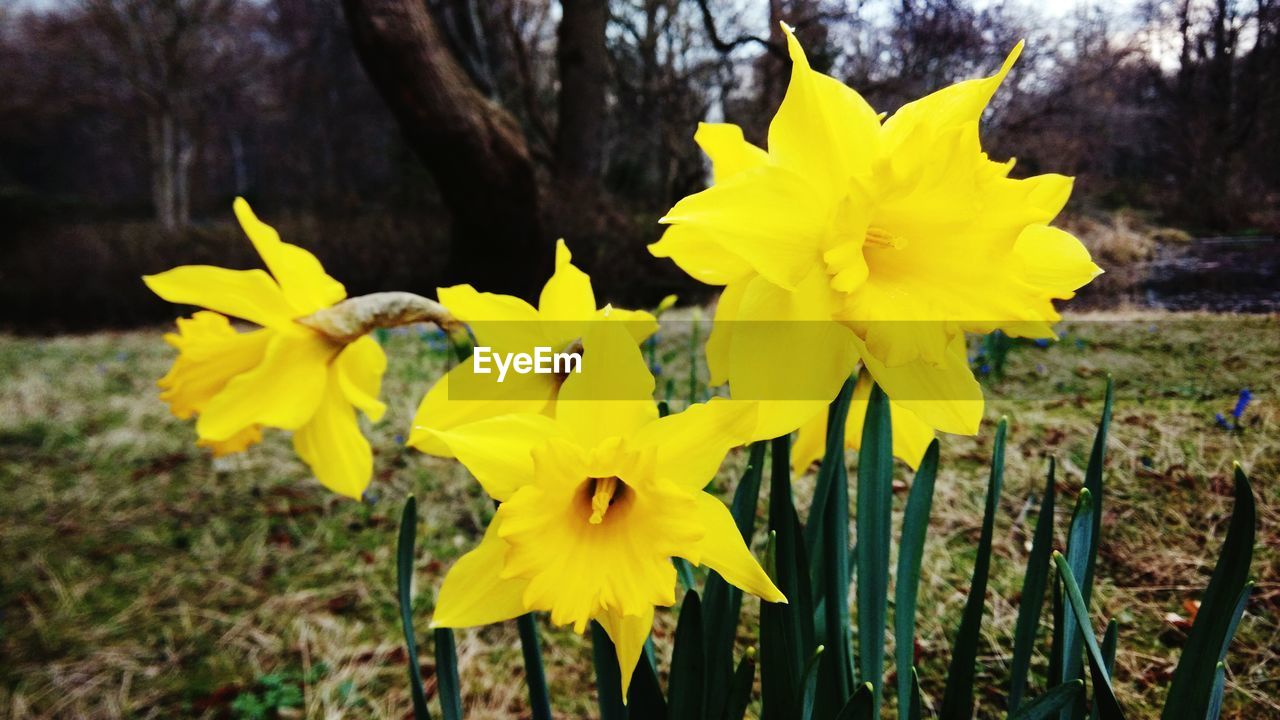 Close-up of yellow daffodil flowers in garden