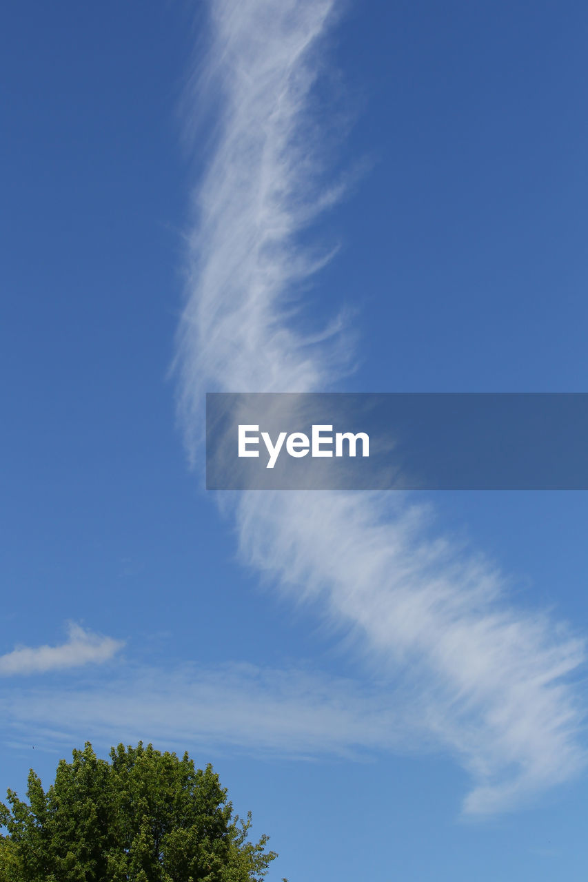 LOW ANGLE VIEW OF TREES AGAINST SKY