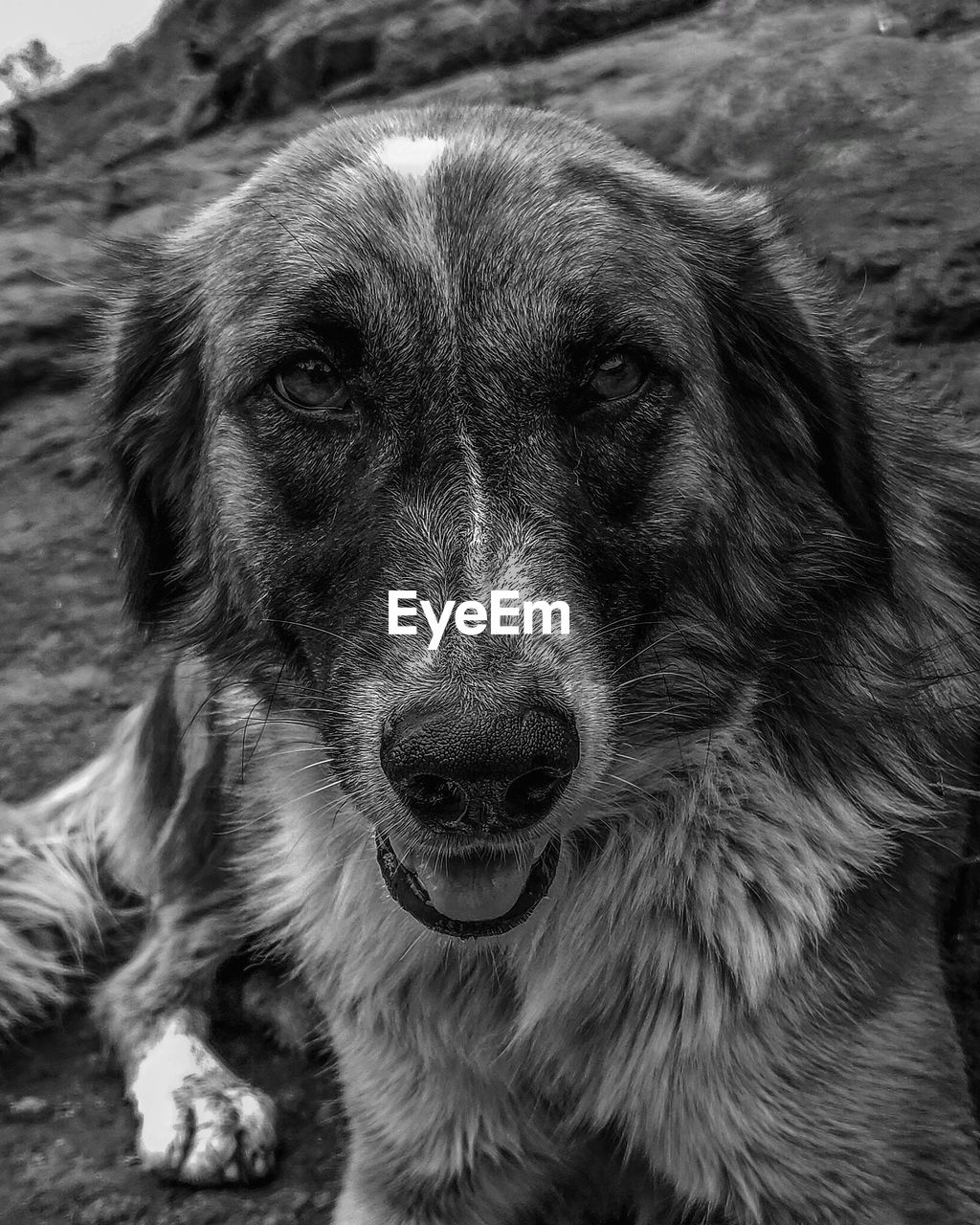 Close-up portrait of dog