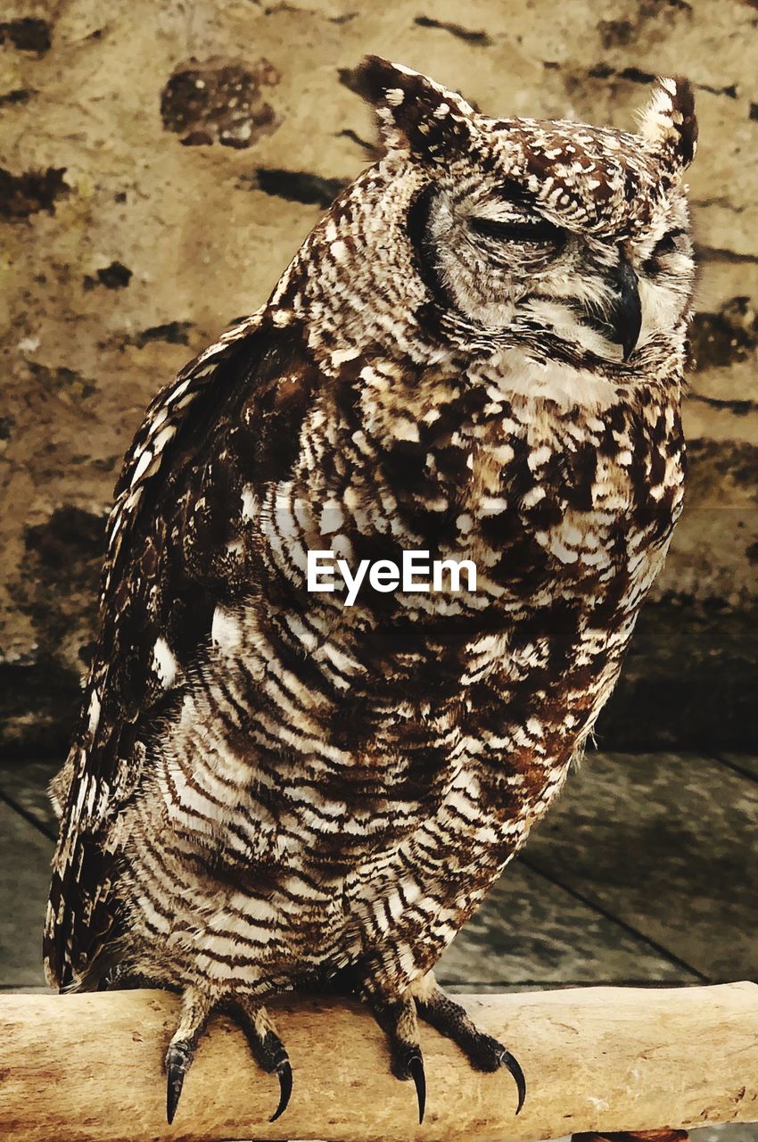 Close-up of owl perching on wood