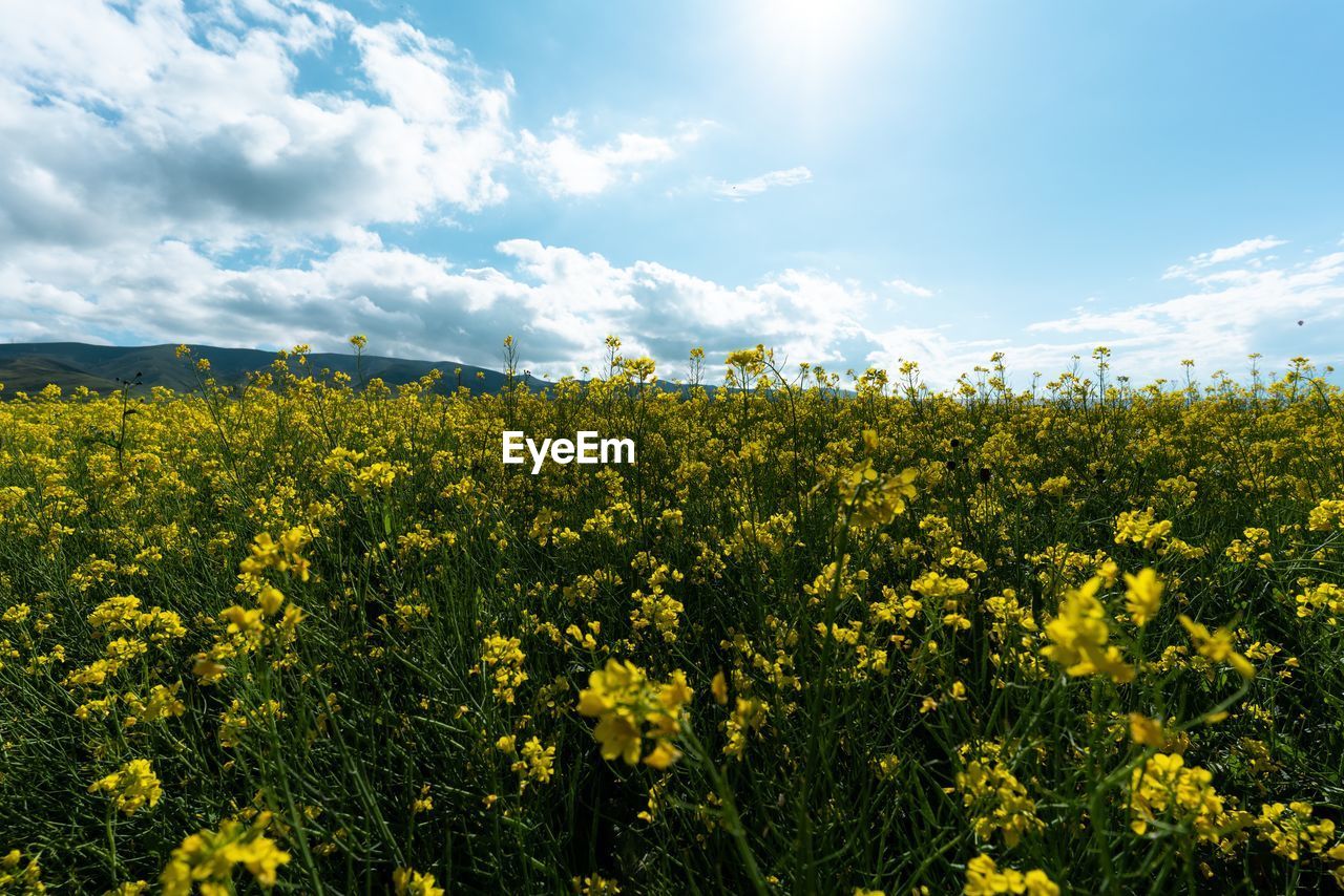 SCENIC VIEW OF FIELD AGAINST YELLOW SKY