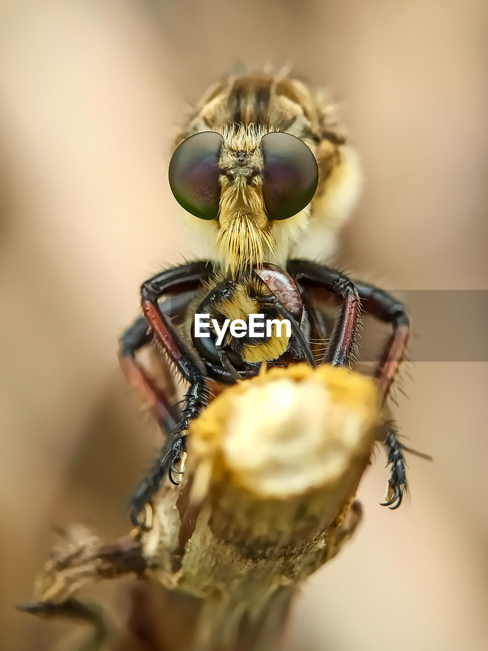 Close-up of robber fly