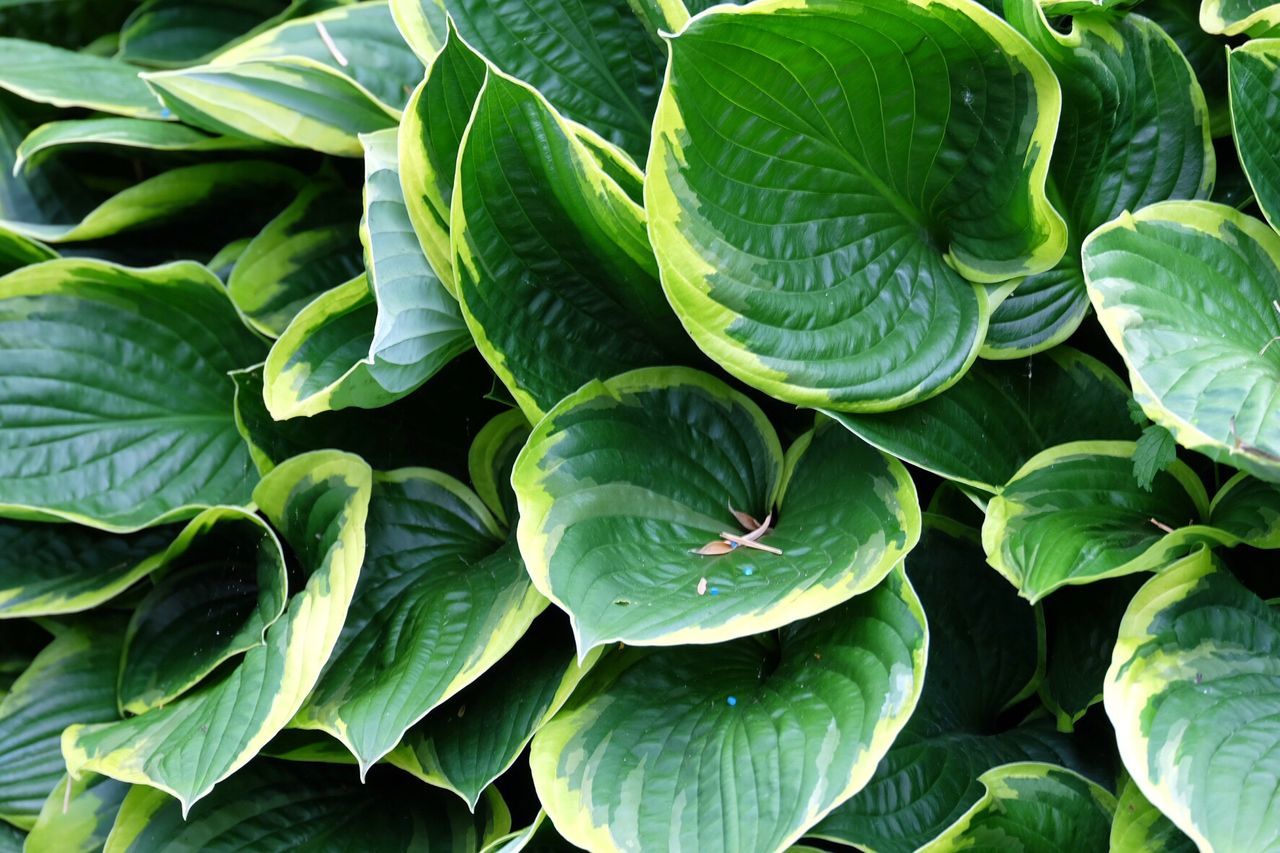 Full frame shot of leaves