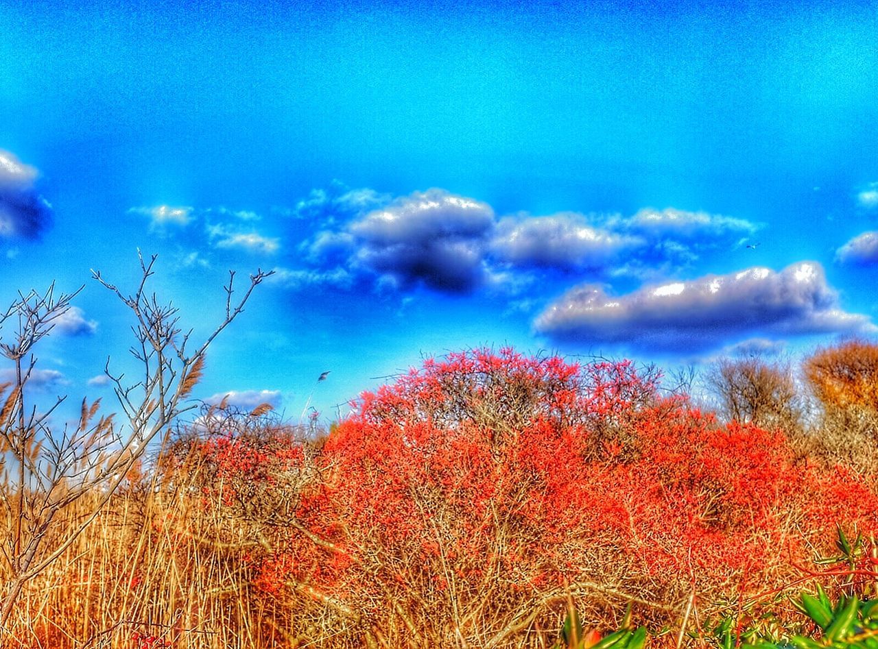 SCENIC VIEW OF FIELD AGAINST CLOUDY SKY