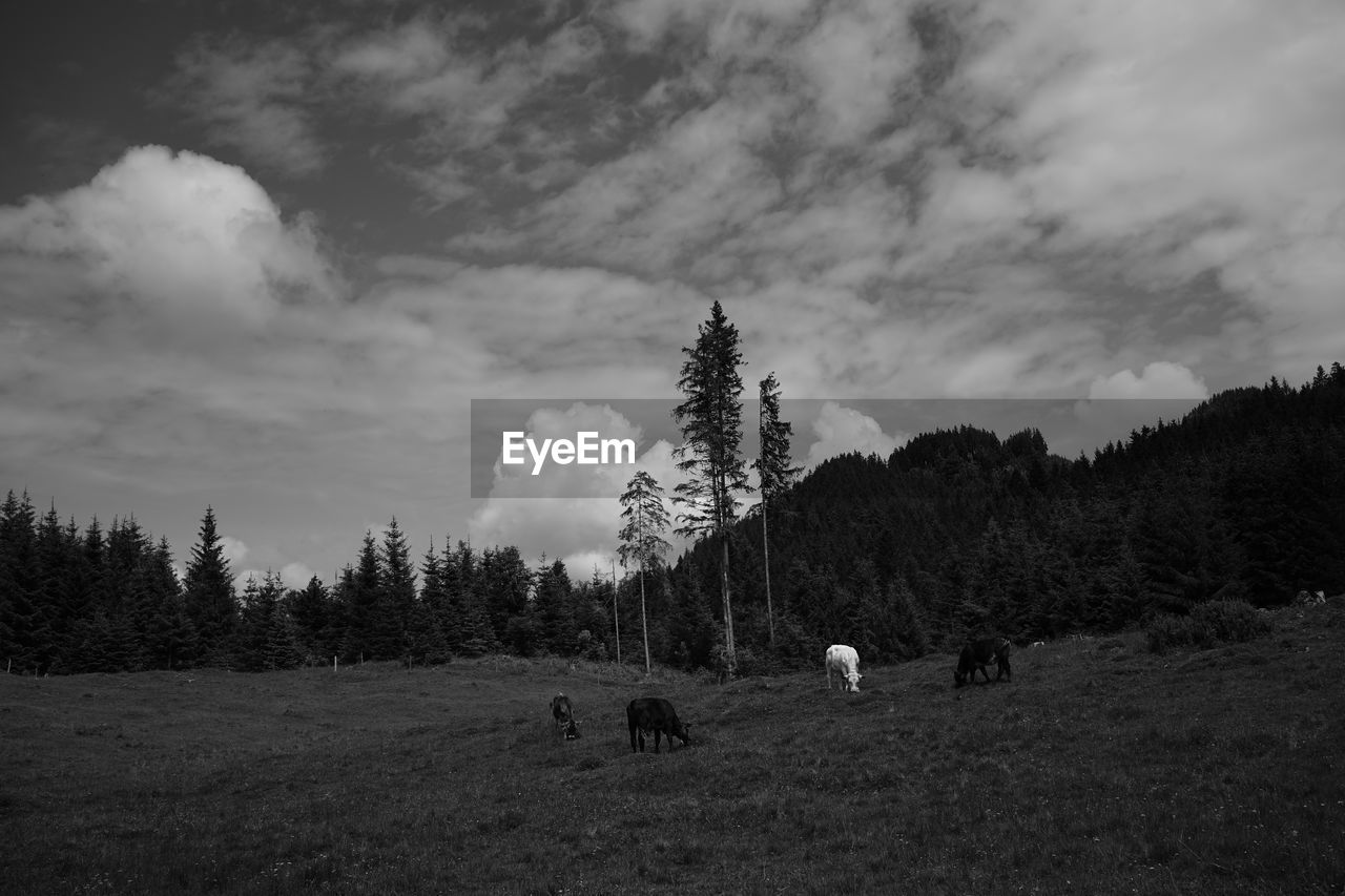 VIEW OF A FIELD AGAINST SKY