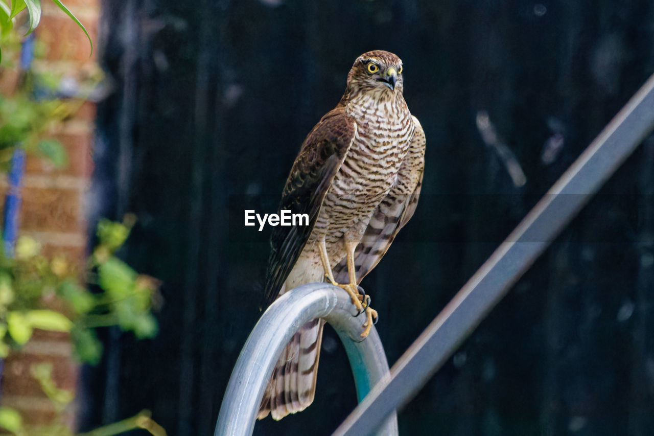 animal themes, animal, animal wildlife, bird, wildlife, bird of prey, one animal, falcon, beak, hawk, perching, nature, no people, owl, outdoors, focus on foreground, falcon - bird
