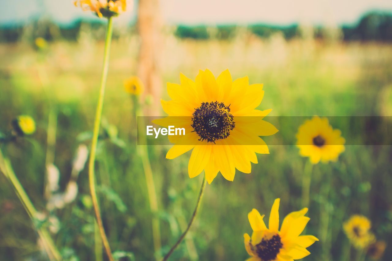 Close-up of fresh yellow flower in field