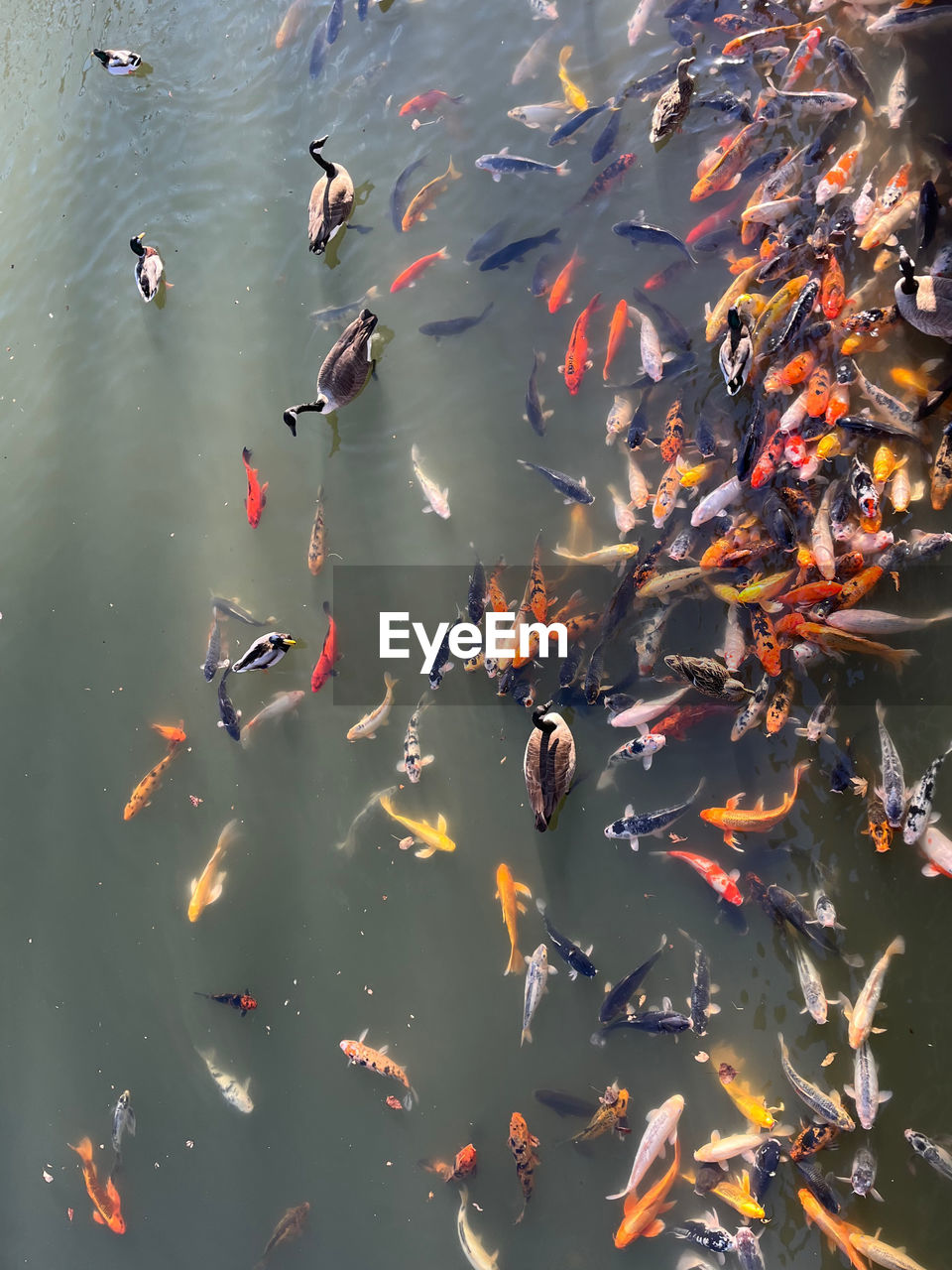 High angle view of koi carps swimming in pond