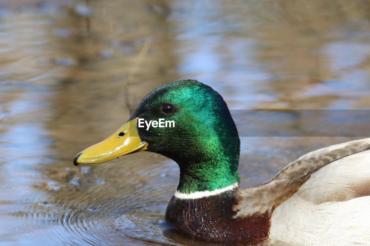 Close-up of a duck in lake