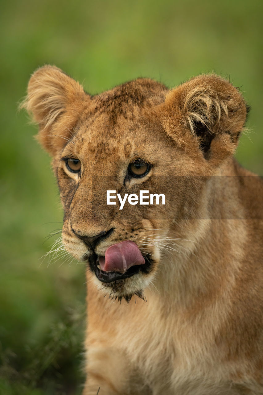 Close-up of lion cub sitting licking lip
