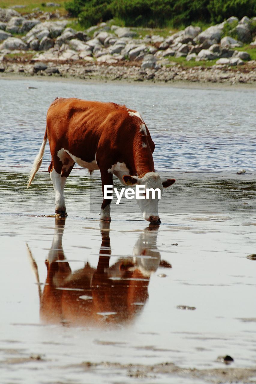 Cow drinking water in lake