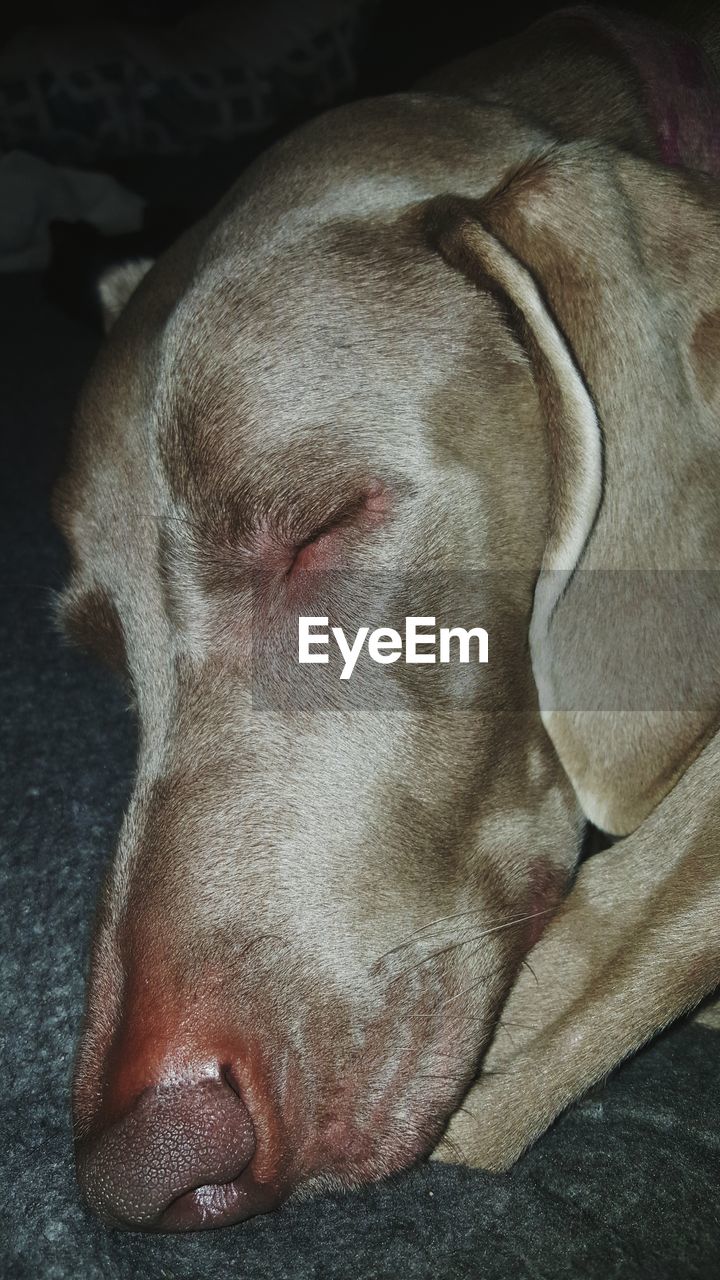 CLOSE-UP OF DOG SLEEPING ON CARPET