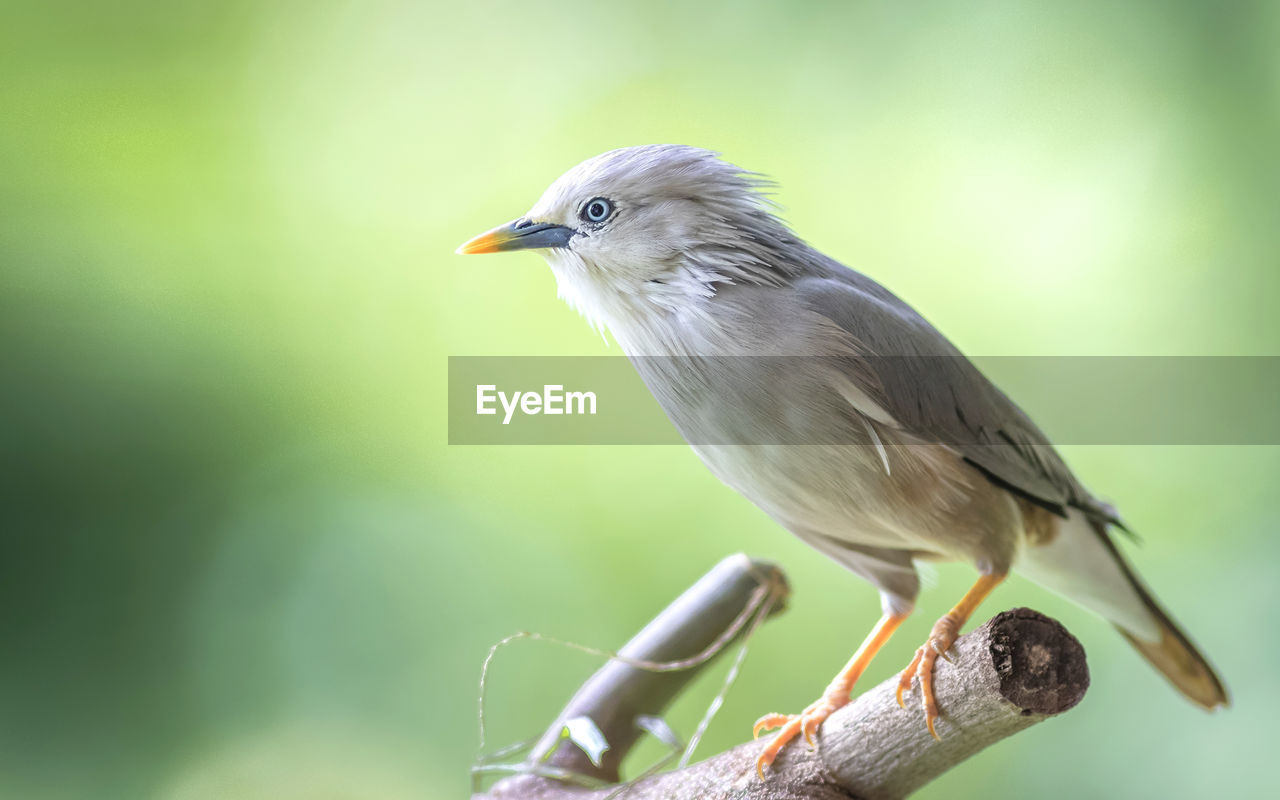 Close-up of chestnut-tailed starling perching on wood