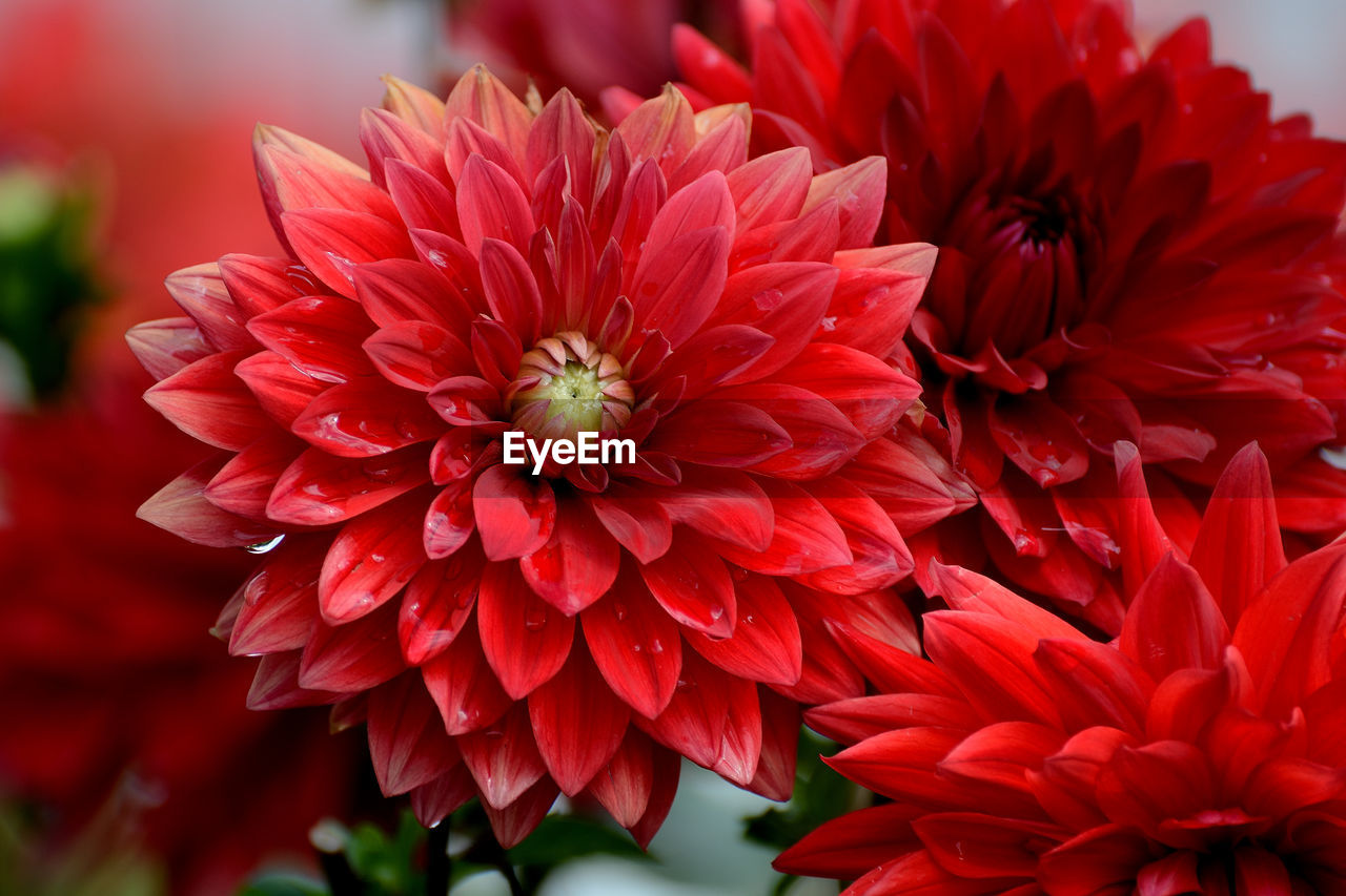 Close-up of red dahlia blooming outdoors