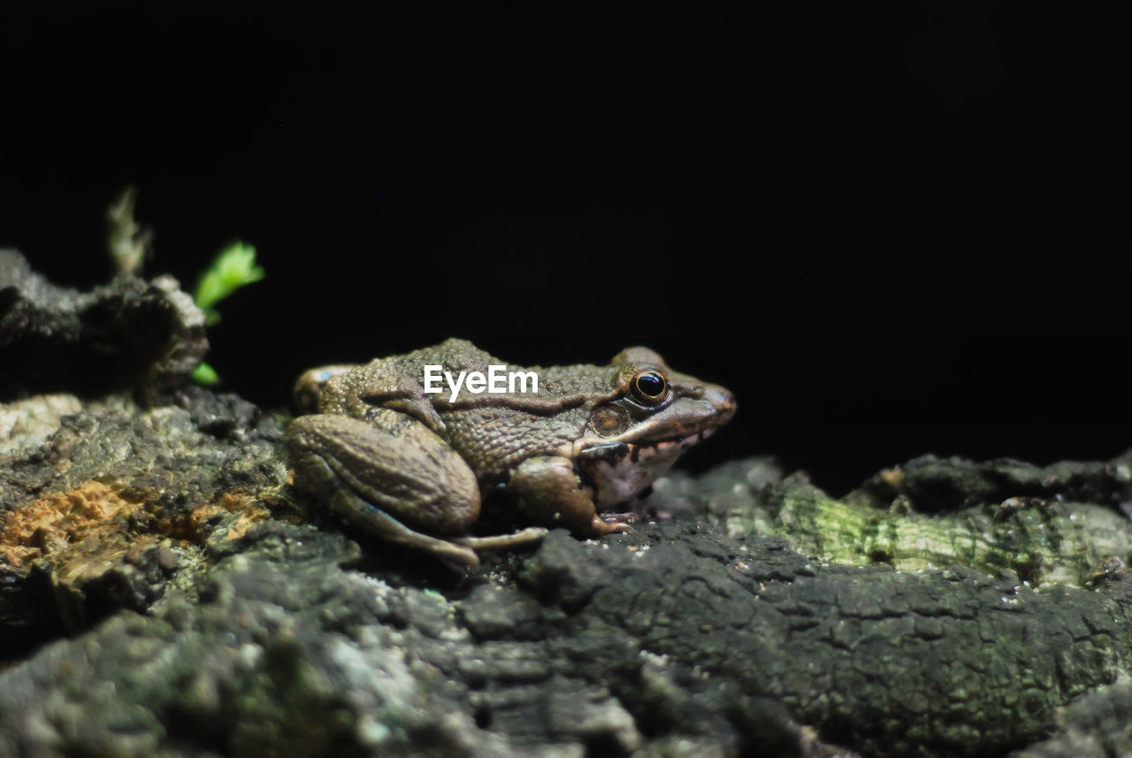 Iberean water frog
