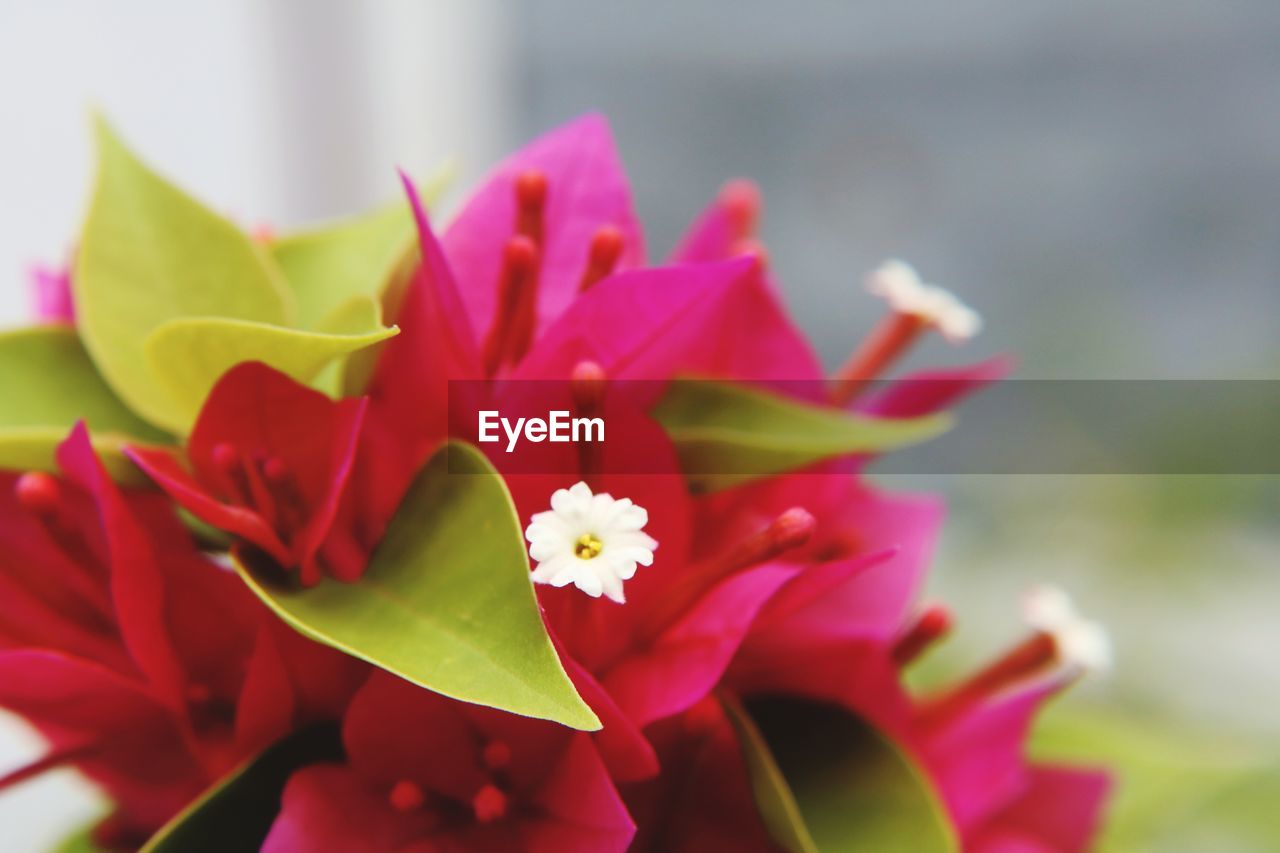 Close-up of pink flowering plant