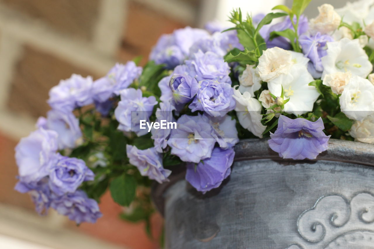 Close-up of purple flowers on table