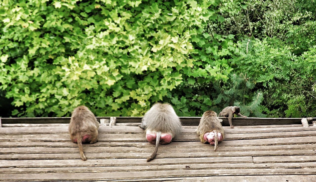 High angle view of monkeys sitting on wood