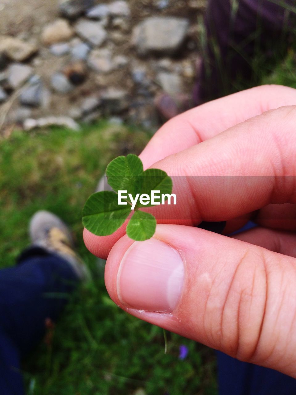 Cropped image of hand holding leaves