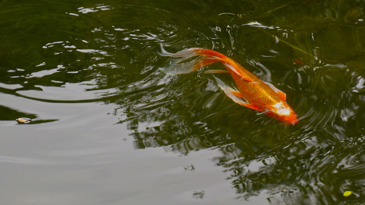 High angle view of koi carp swimming in pond