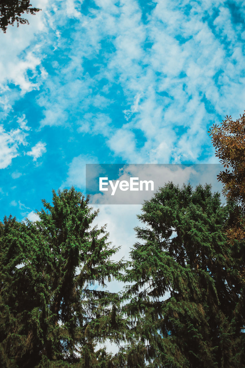 LOW ANGLE VIEW OF TREES IN FOREST AGAINST BLUE SKY