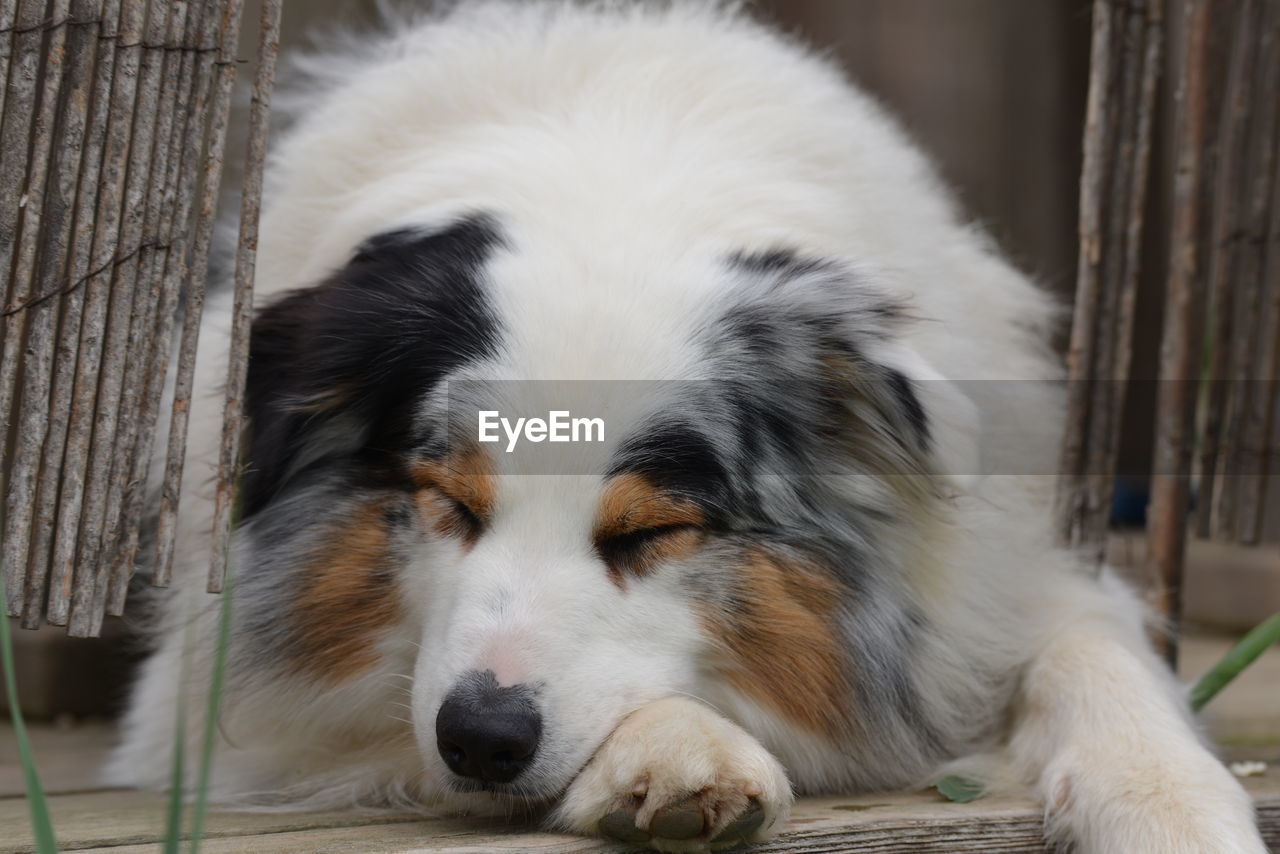 pet, one animal, animal themes, mammal, animal, dog, domestic animals, canine, relaxation, no people, border collie, resting, lying down, animal hair, animal body part, portrait, cute, carnivore, wood, animal head, close-up, outdoors, focus on foreground