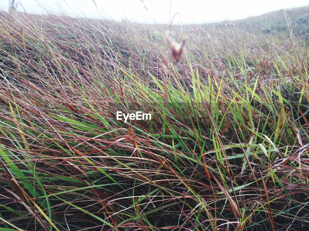 CLOSE-UP OF GRASS IN TREE