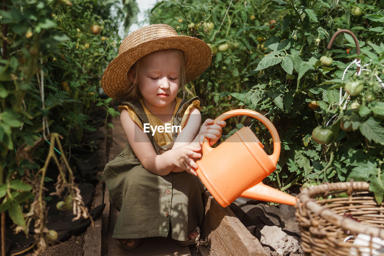 A little girl in a straw hat is picking tomatoes in a greenhouse. harvest concept.