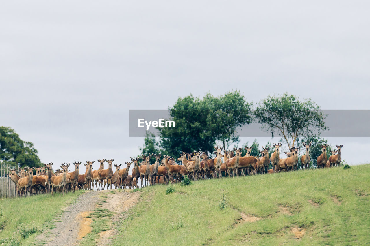 Herd of deer on grassy field against sky