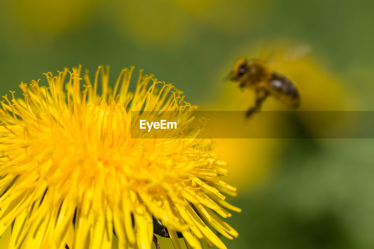 Close-up of bee by yellow flower