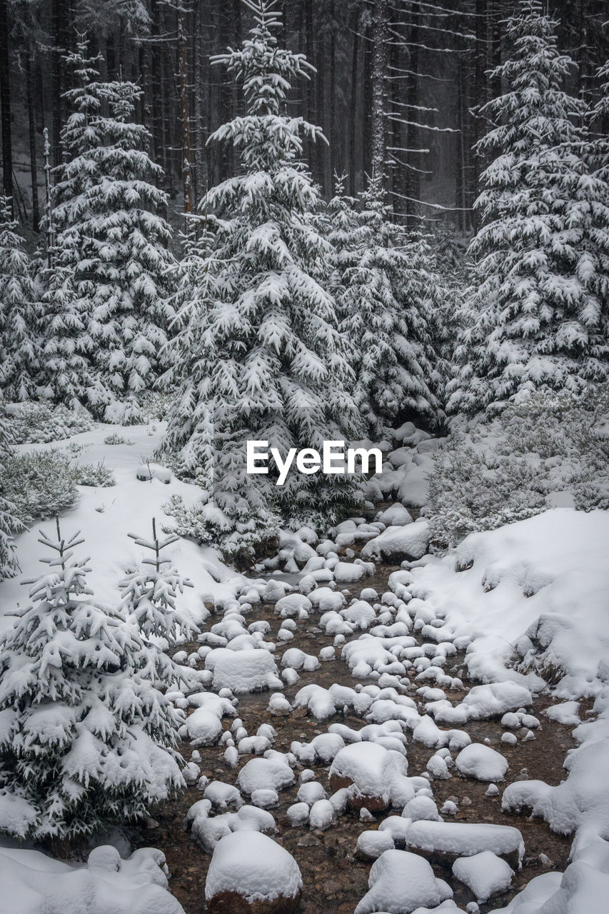 SNOW COVERED TREES AND BUILDINGS