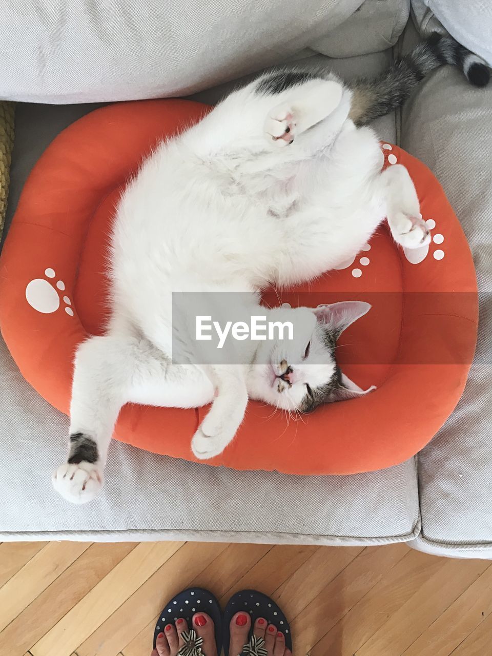 High angle view of cat resting on pet bed at home