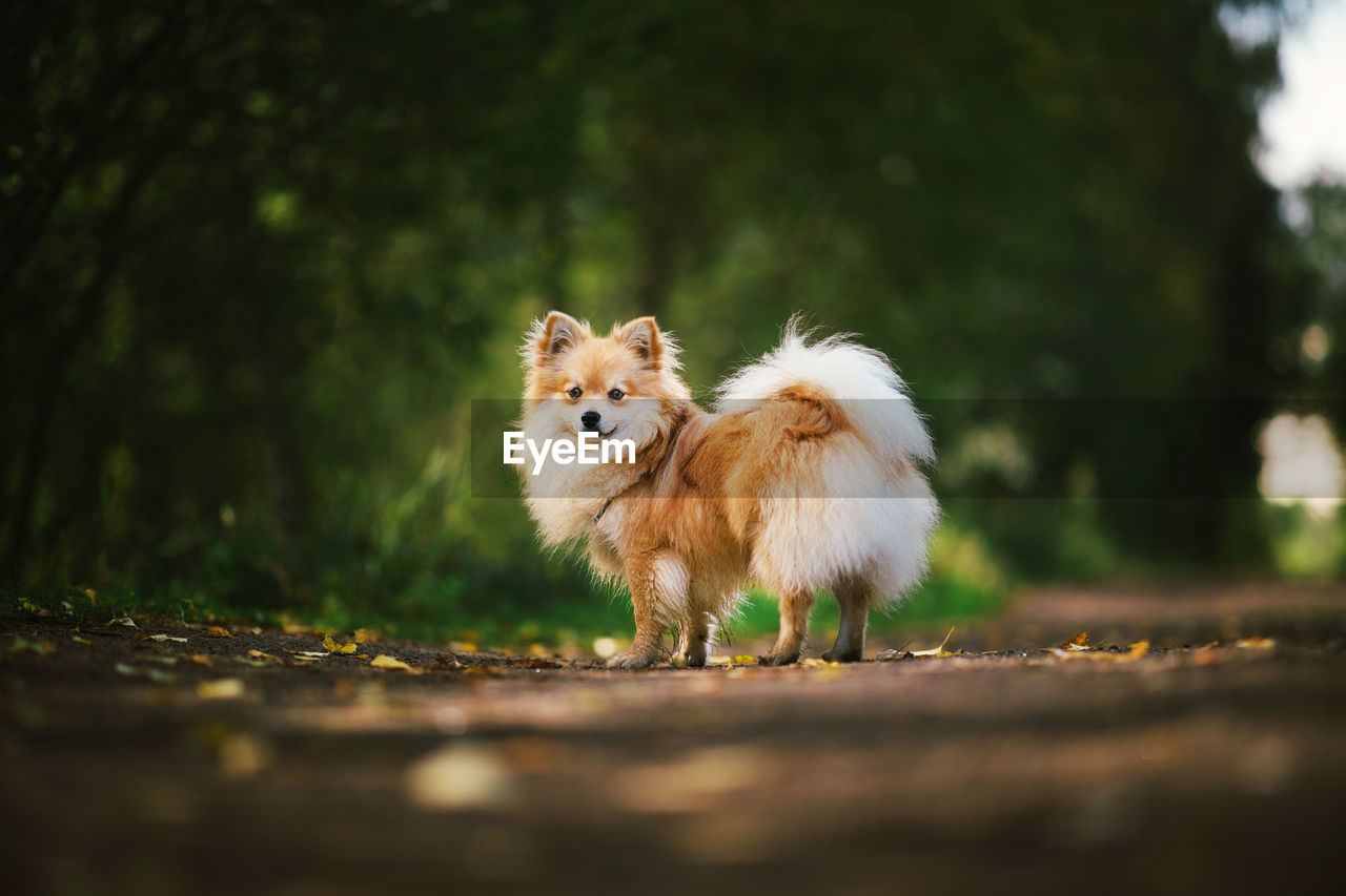 PORTRAIT OF A DOG STANDING ON LAND