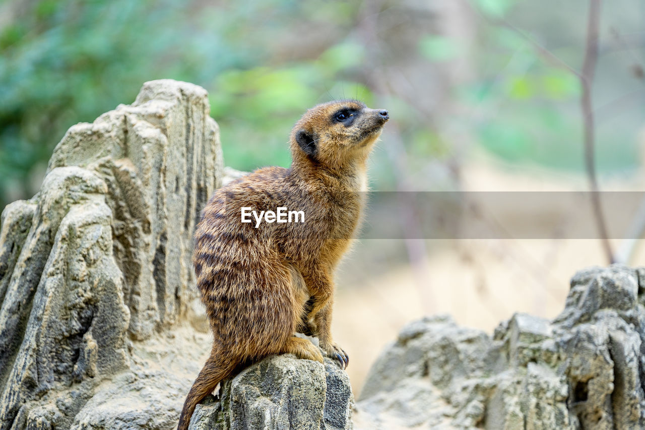 CLOSE-UP OF AN ANIMAL LOOKING AWAY