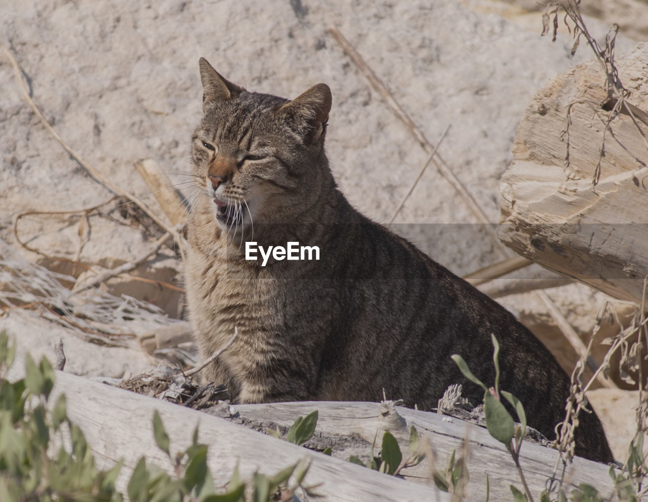 Close-up of cat on bare tree