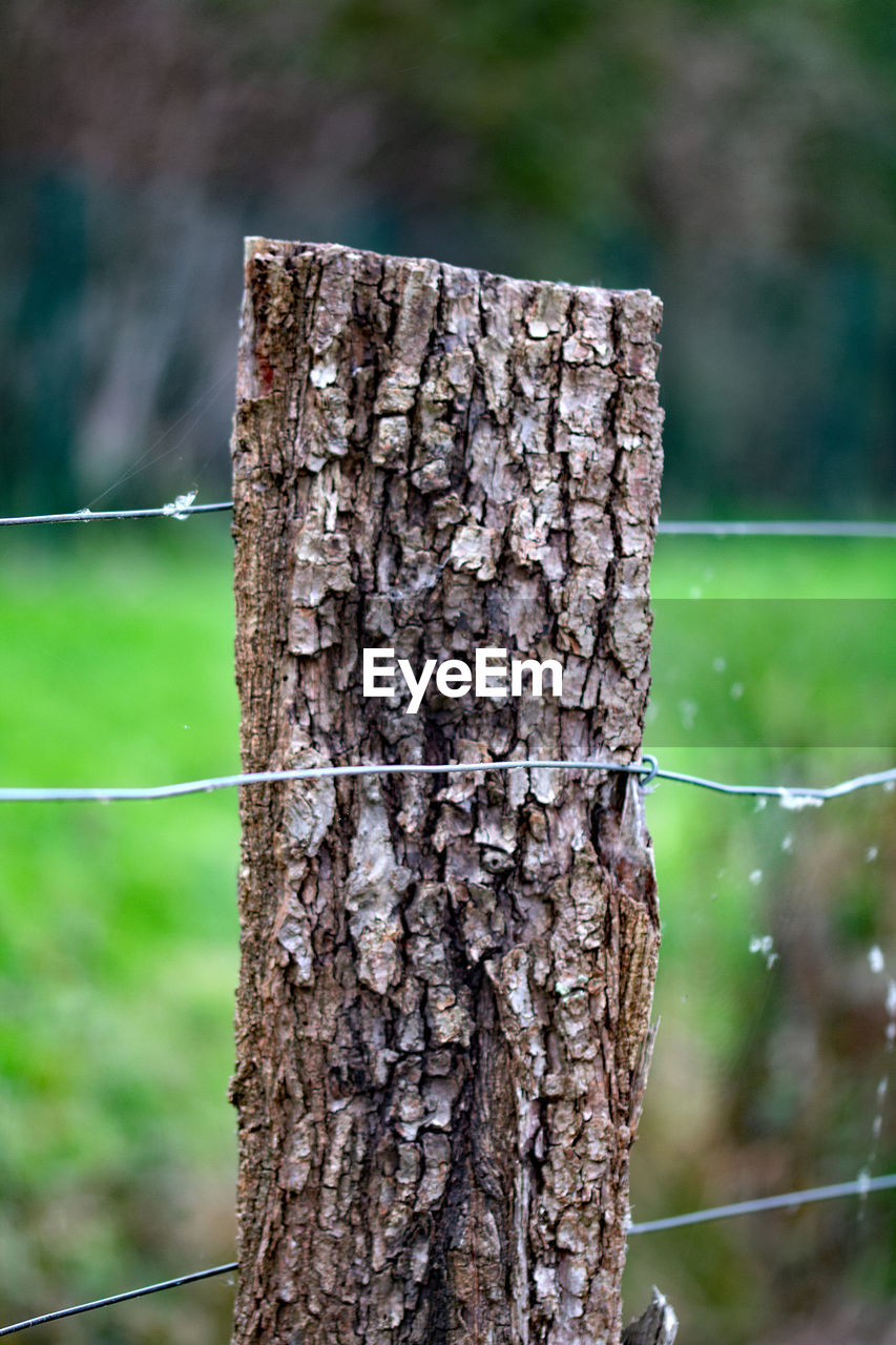 CLOSE-UP OF TREE TRUNKS