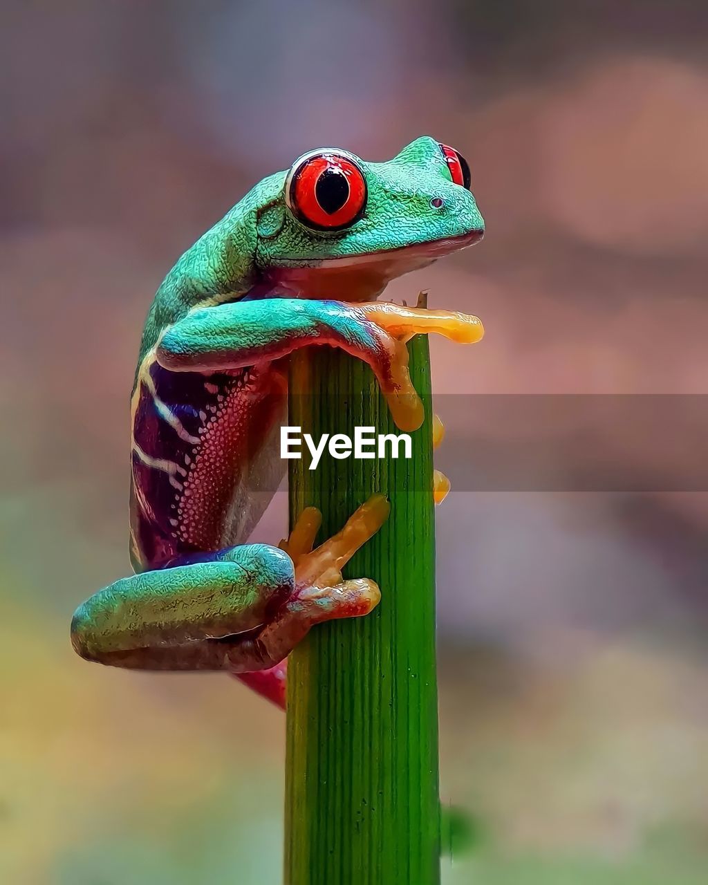 close-up of frog