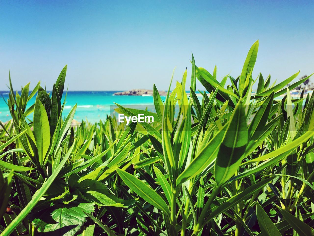 Plants growing on beach against clear sky