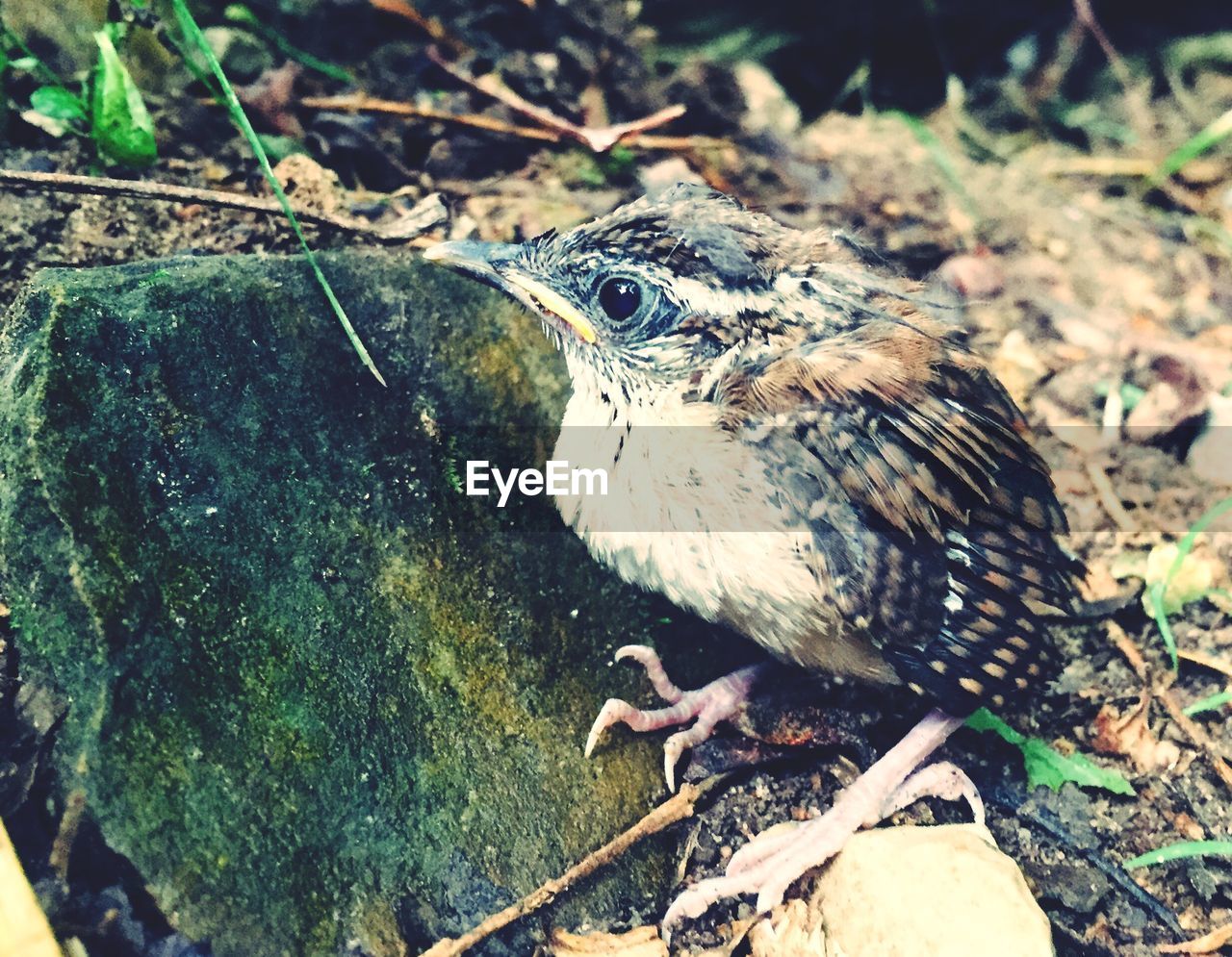 High angle view of carolina wren perching on rock