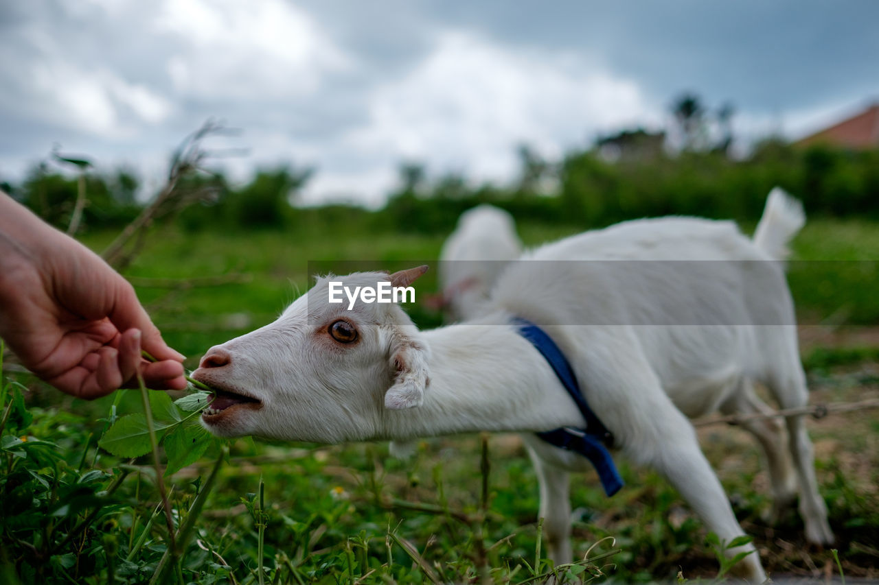 Cropped hand feeding leaves to goat on field