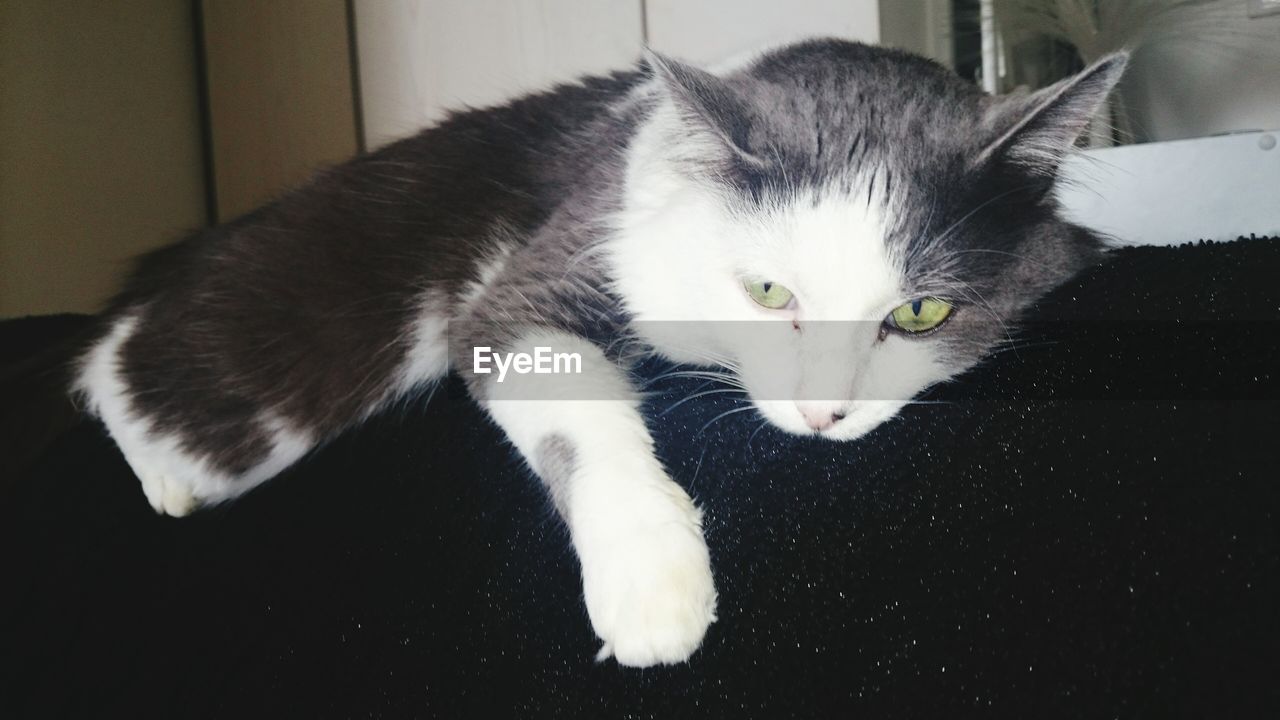 CLOSE-UP PORTRAIT OF WHITE CAT