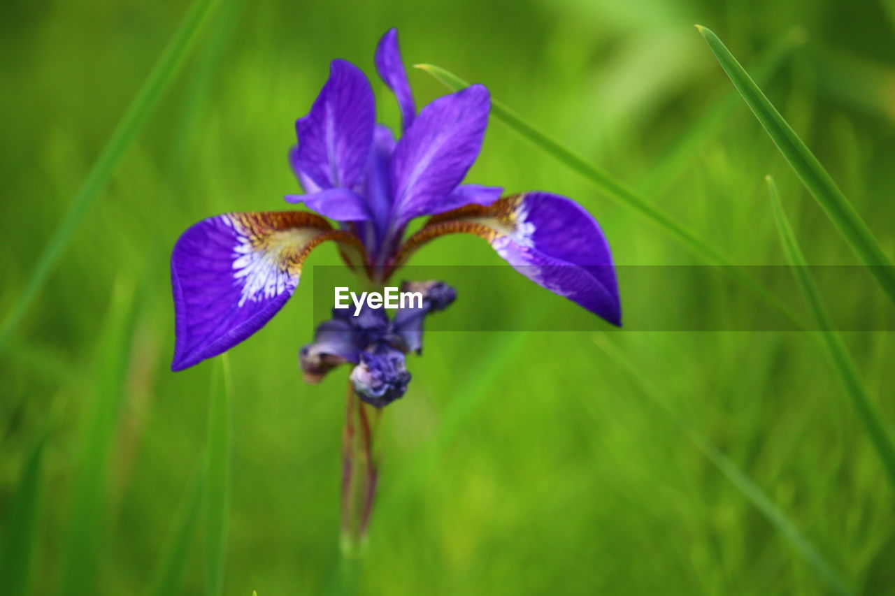 CLOSE-UP OF PURPLE IRIS ON FIELD