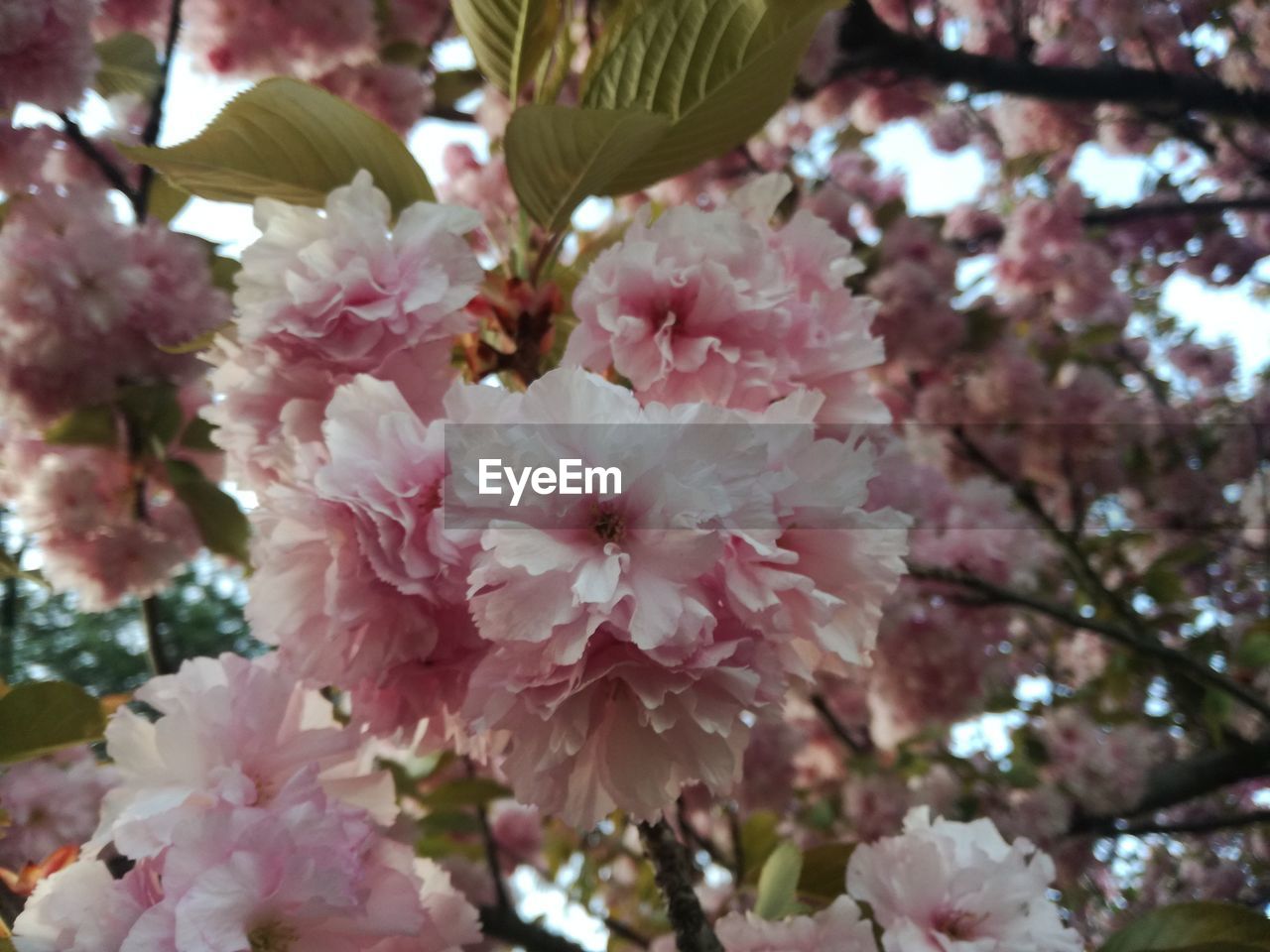 CLOSE-UP OF PINK FLOWER TREE